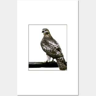 Hawk Posters and Art